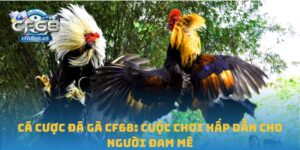Cá cược đá gà
