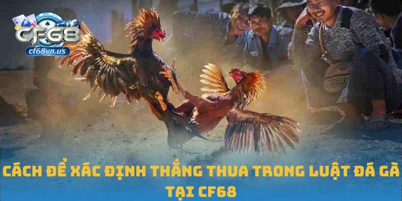 Cách để xác định thắng thua trong luật đá gà tại CF68