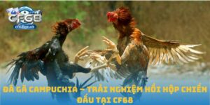 Đá gà Campuchia