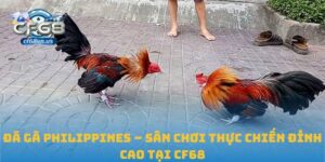 Đá gà Philippines
