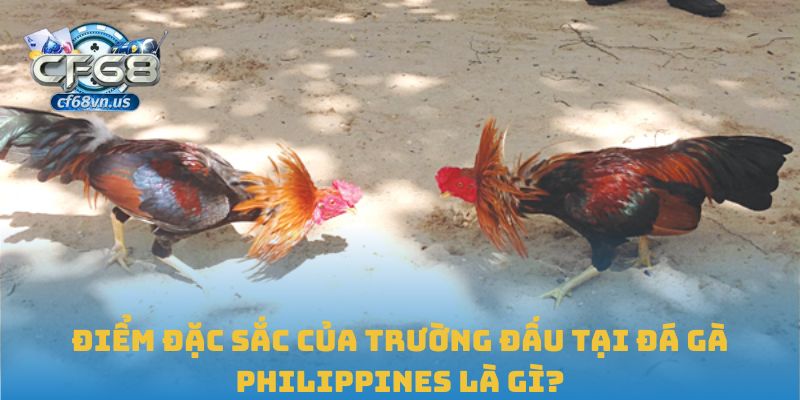 Điểm đặc sắc của trường đấu tại đá gà Philippines là gì?