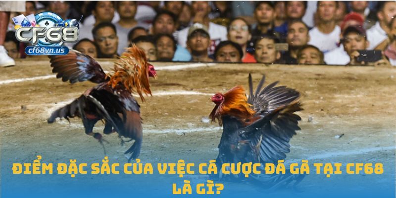 Điểm đặc sắc của việc cá cược đá gà tại CF68 là gì?