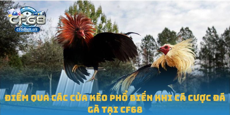 Điểm qua các cửa kèo phổ biến khi cá cược đá gà tại CF68