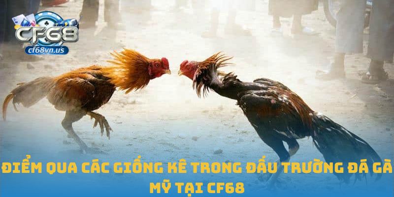 Điểm qua các giống kê trong đấu trường đá gà Mỹ tại CF68