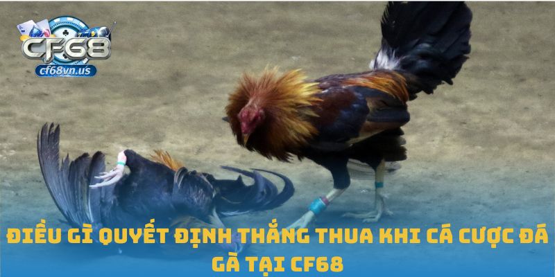 Điều gì quyết định thắng thua khi cá cược đá gà tại CF68