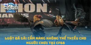 luật đá gà