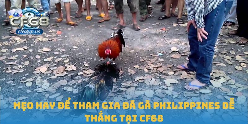 Mẹo hay để tham gia đá gà Philippines dễ thắng tại CF68