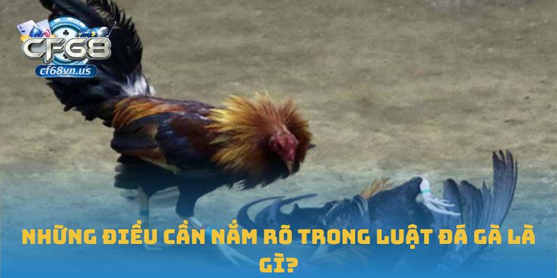 Những điều cần nắm rõ trong luật đá gà là gì?