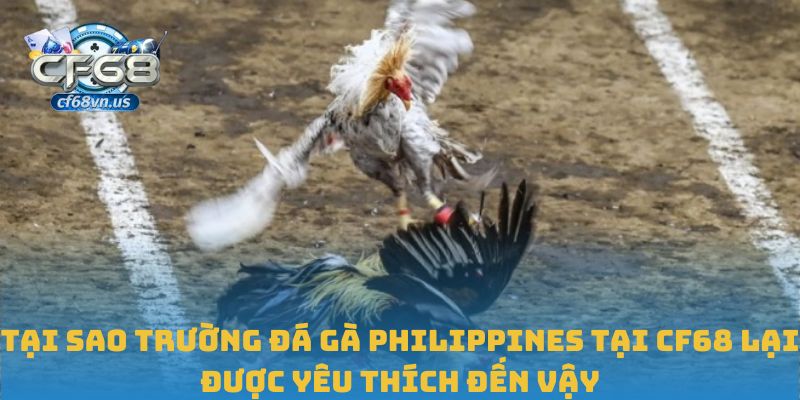 Tại sao trường đá gà Philippines tại CF68 lại được yêu thích đến vậy