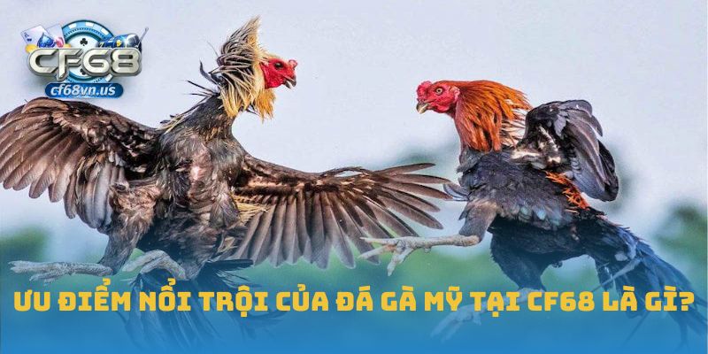 Ưu điểm nổi trội của đá gà Mỹ tại CF68 là gì?
